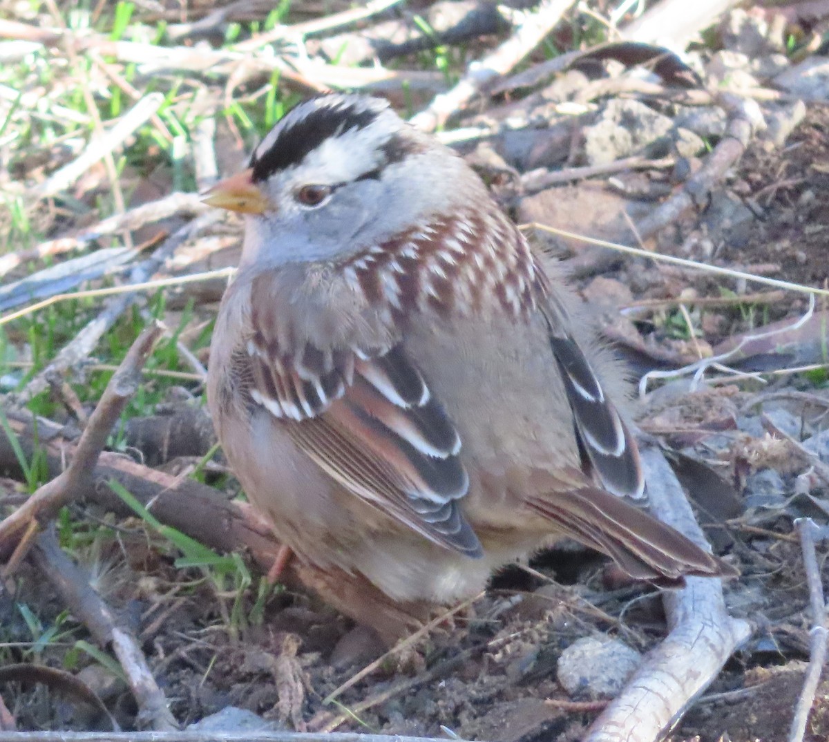 Chingolo Coroniblanco - ML646812428