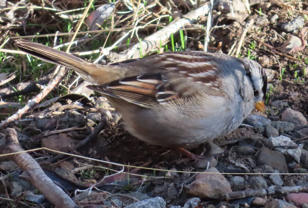 Chingolo Coroniblanco - ML646812429