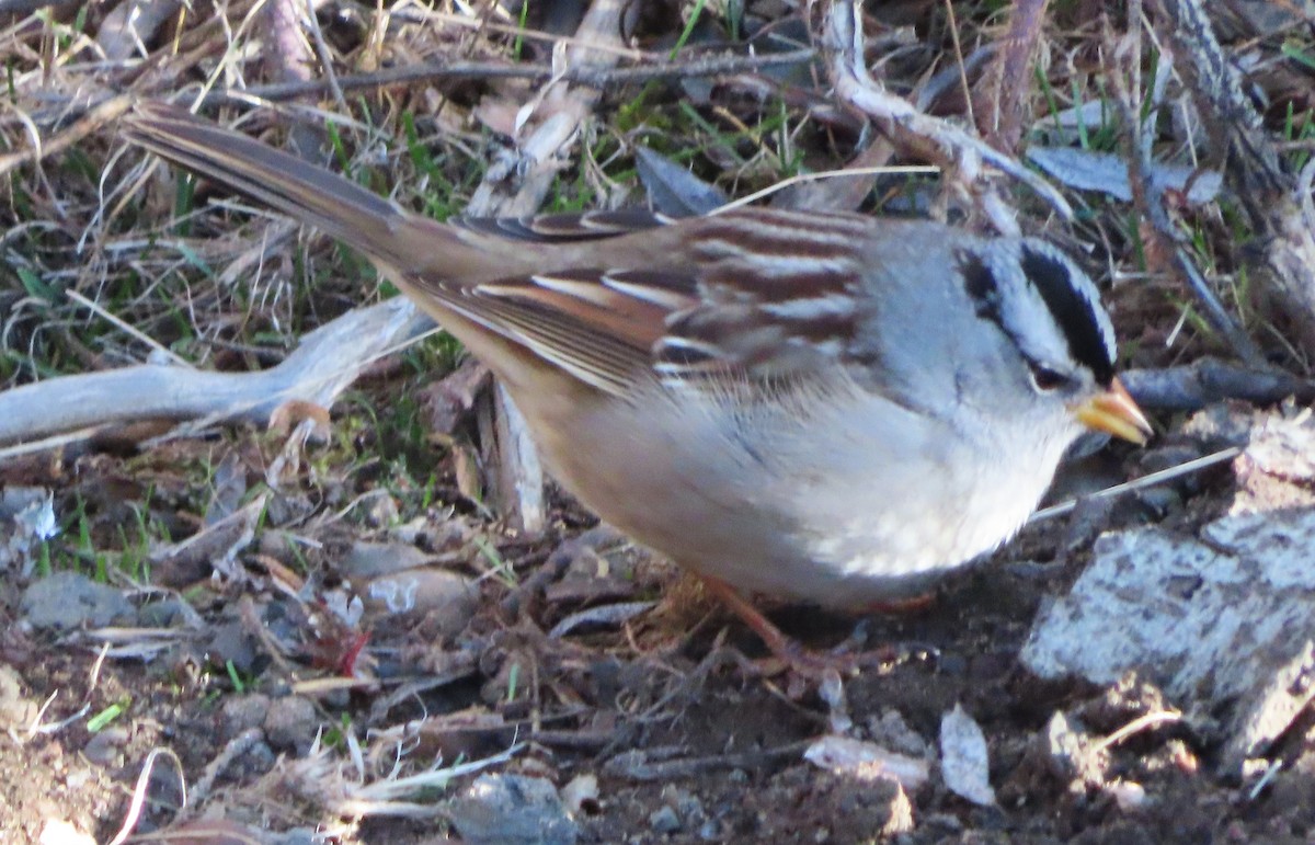 Chingolo Coroniblanco - ML646812430