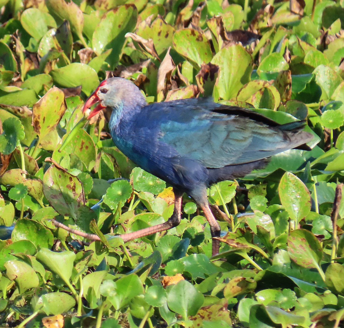 Gray-headed Swamphen - ML646812437