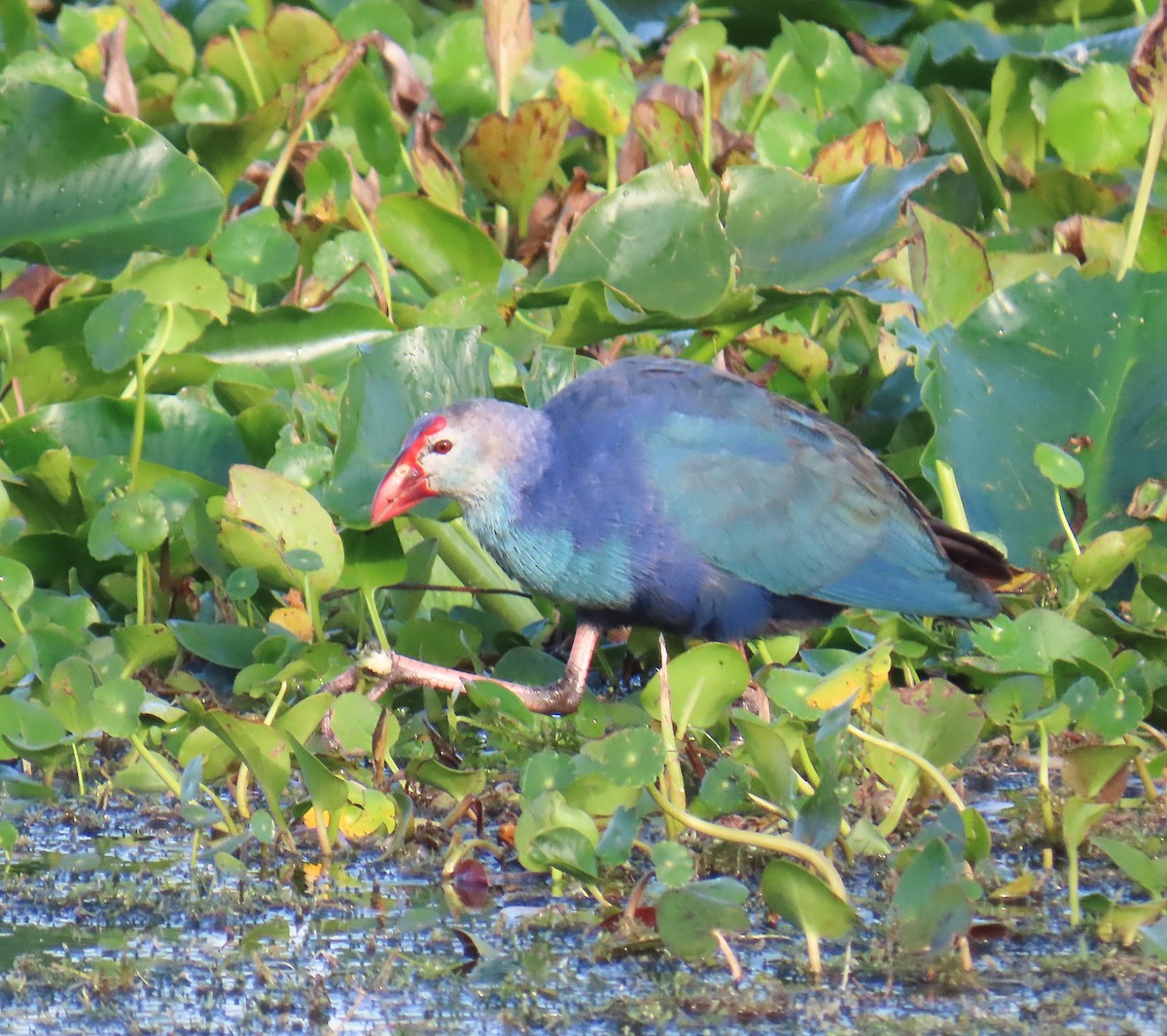 Gray-headed Swamphen - ML646812438