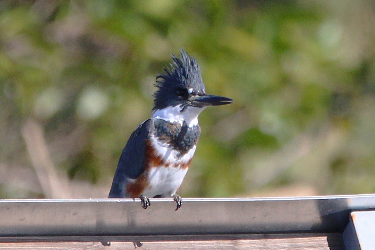 Belted Kingfisher - ML646812439