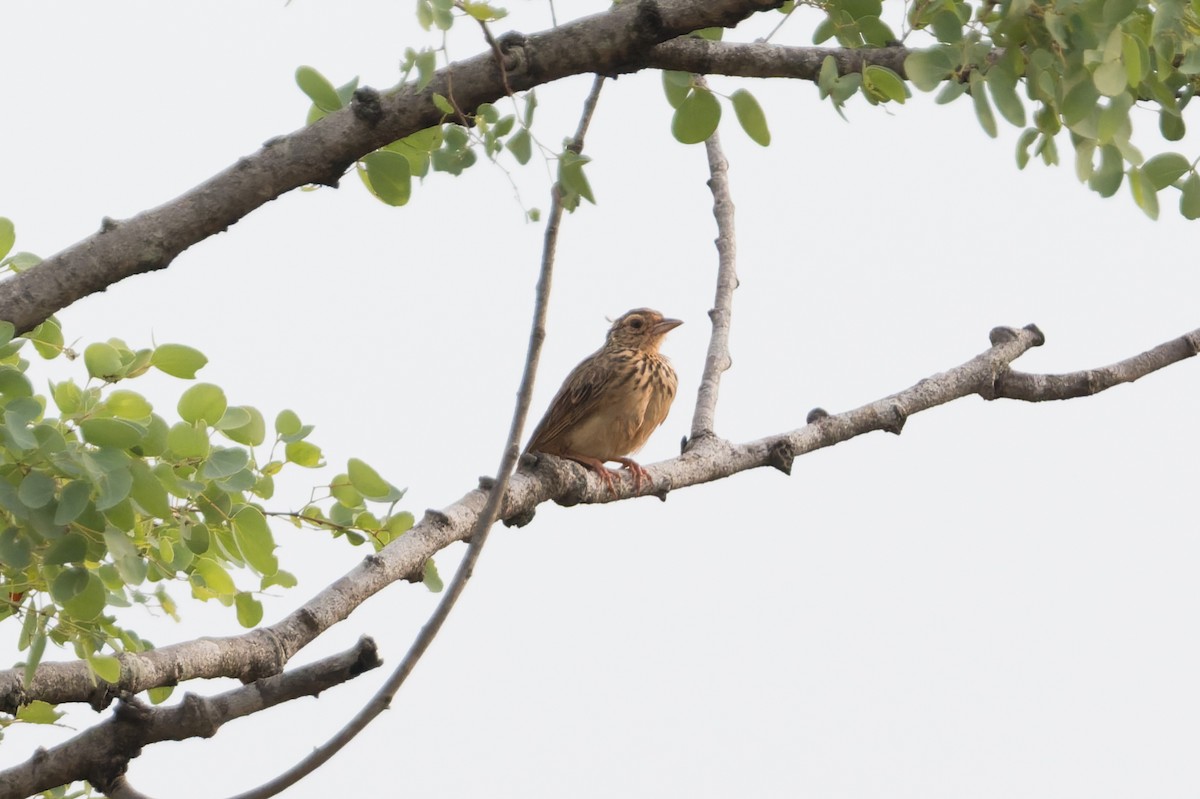 ghatslerke - ML646812441