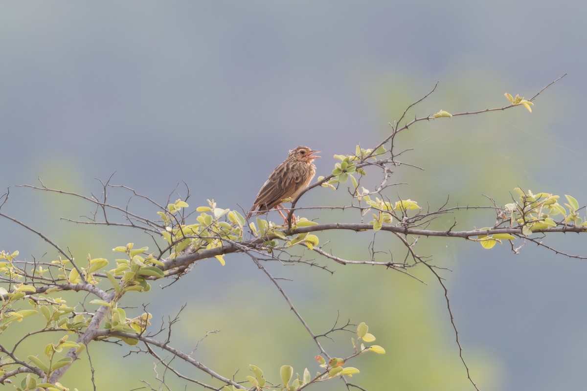 ghatslerke - ML646812443