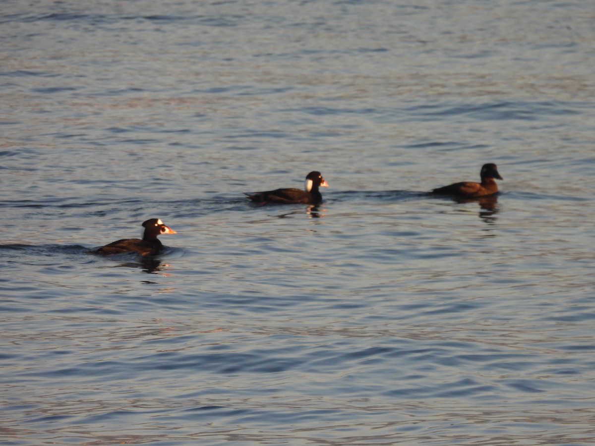 Surf Scoter - ML646812444