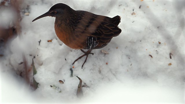Virginia Rail - ML646812445
