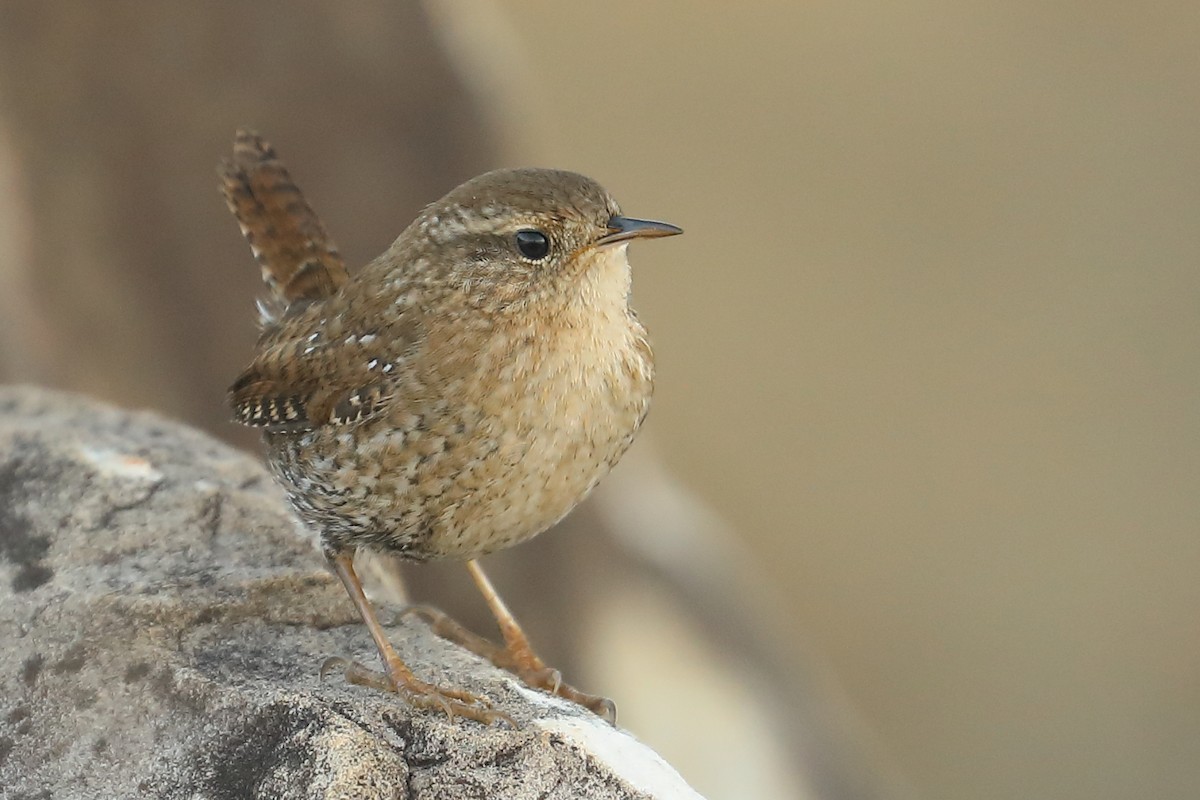 Winter Wren - ML646812446