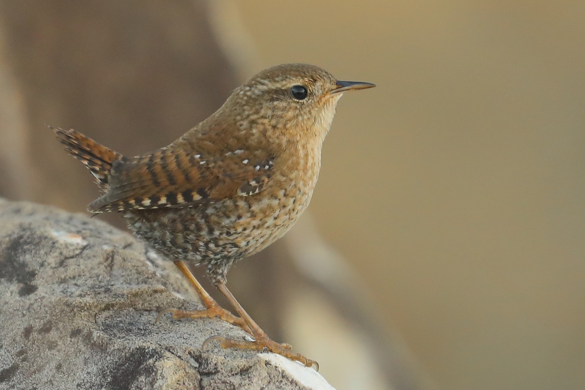 Winter Wren - ML646812448