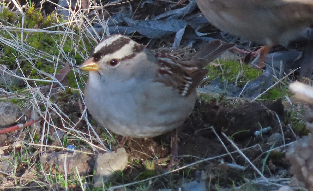 Chingolo Coroniblanco - ML646812449