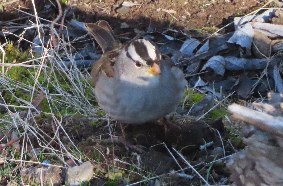 Chingolo Coroniblanco - ML646812450