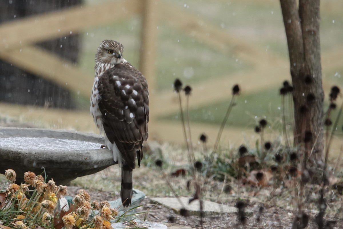 Gavilán de Cooper - ML646812451