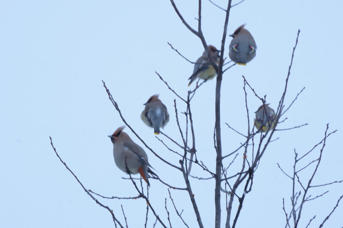 Bohemian Waxwing - ML646812452