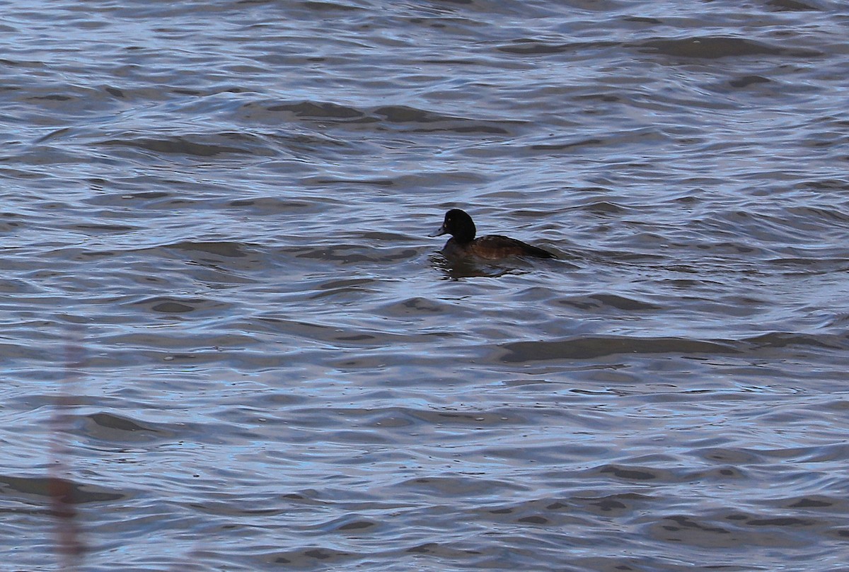 Морская чернеть - ML646812453