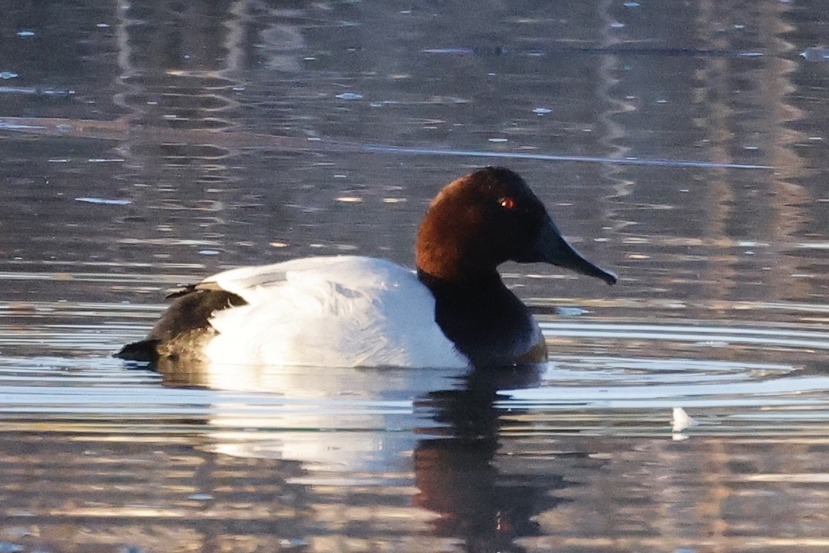 Парусиновый нырок - ML646812454