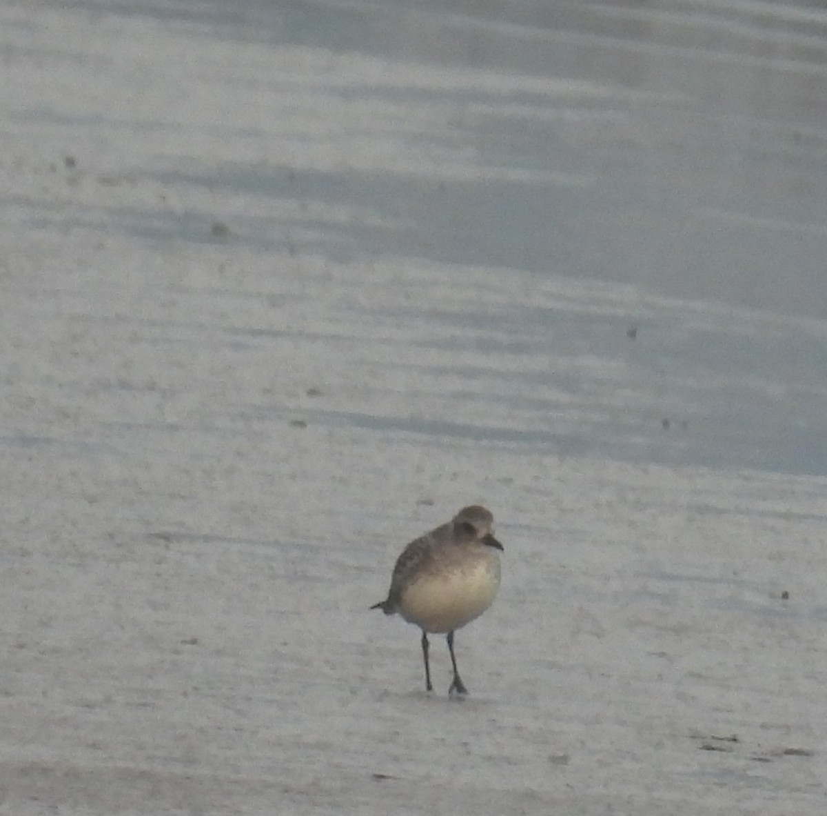 חופזי מנומר - ML646812455