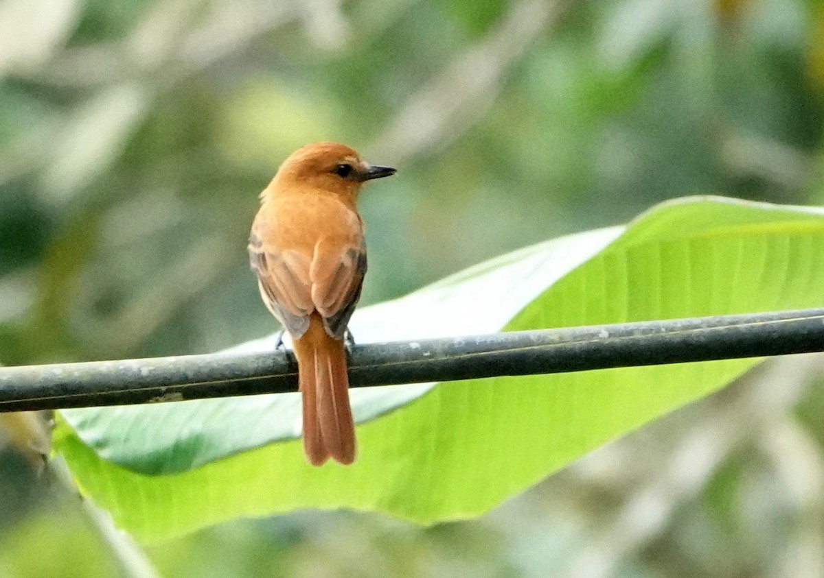 Sarımsı Attila - ML646812456