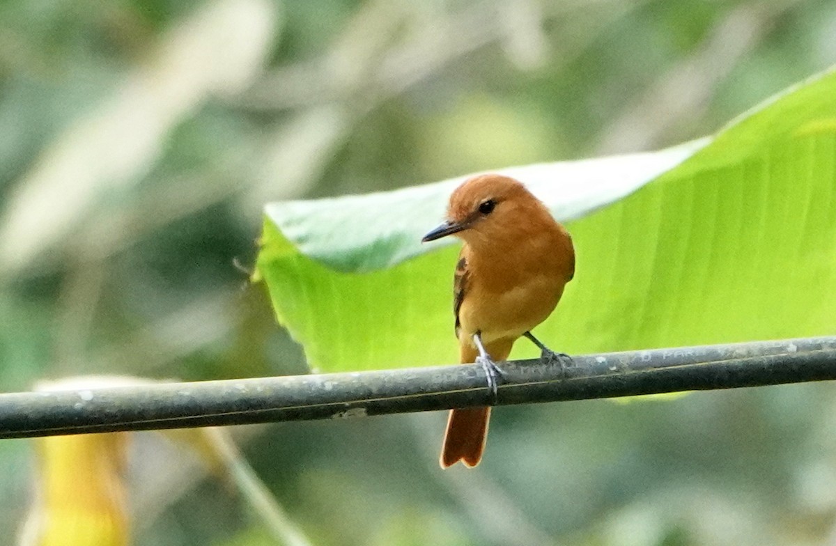 Sarımsı Attila - ML646812457