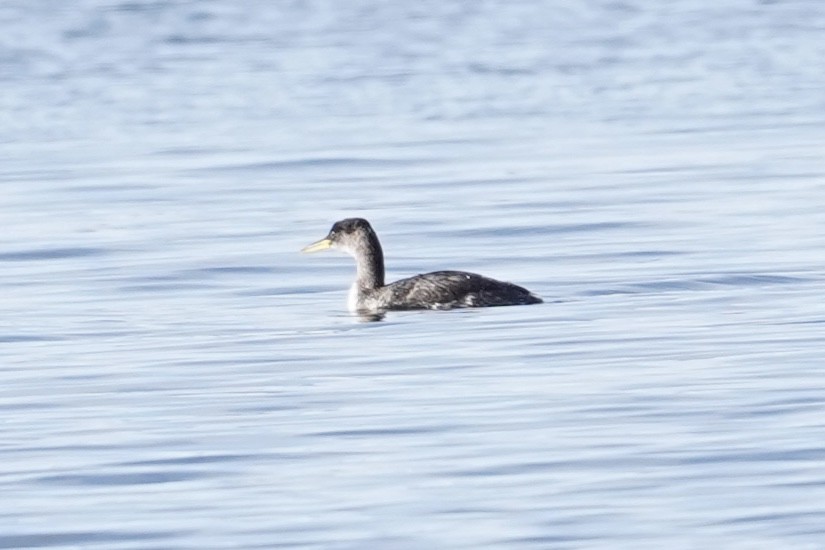 Red-necked Grebe - ML646812458