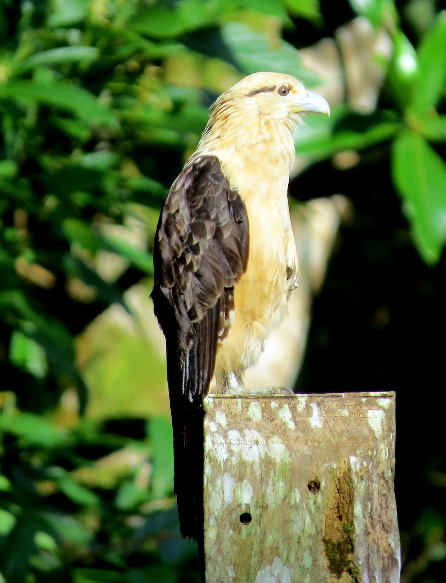 Sarı Başlı Karakara - ML646812461