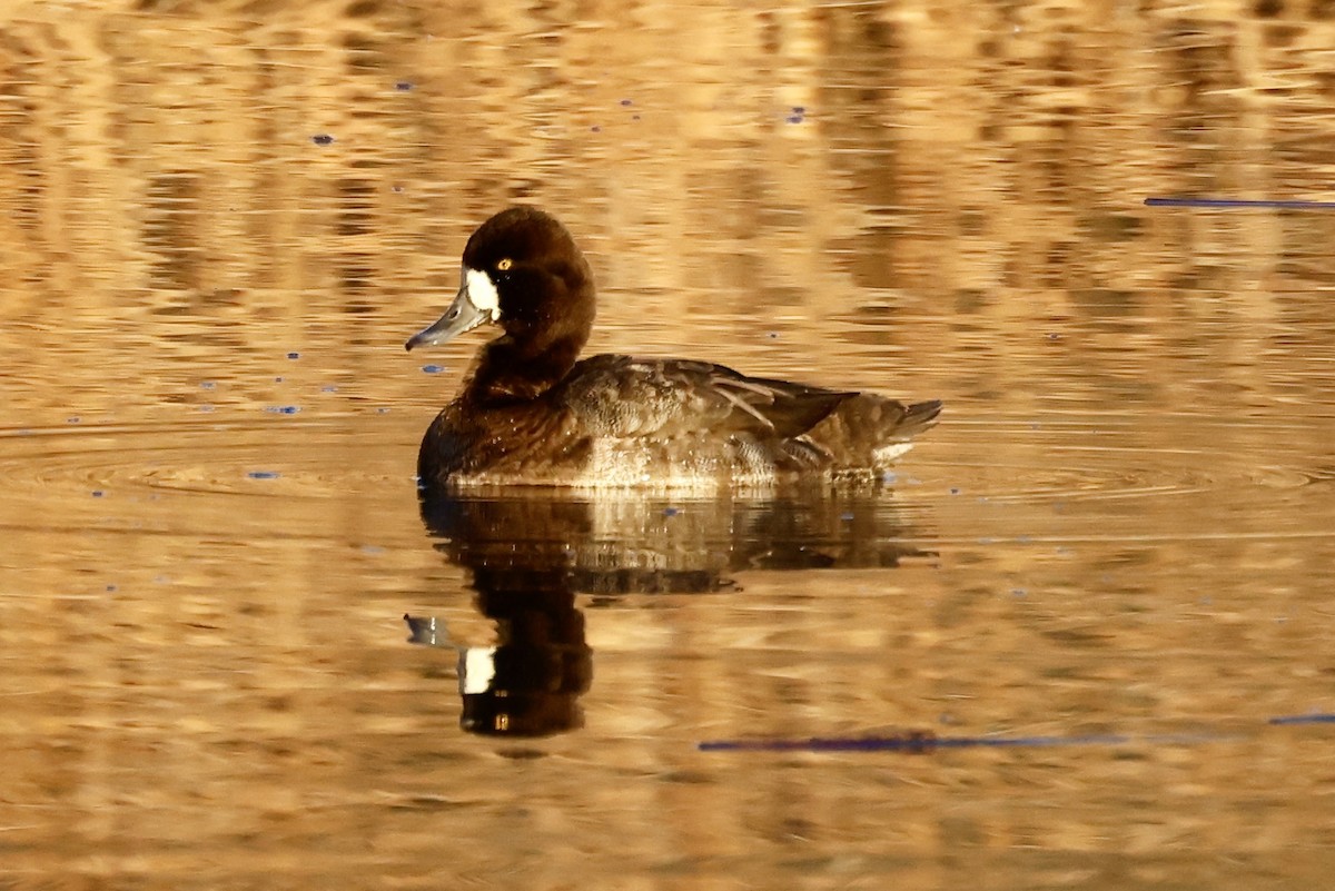 Малая морская чернеть - ML646812462
