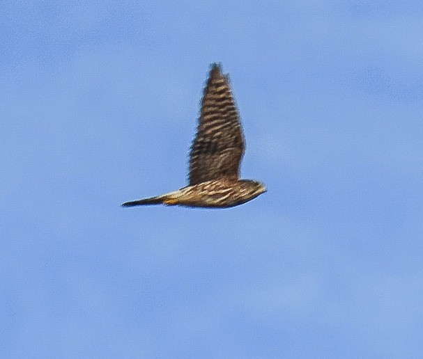 Merlin - ML646812465