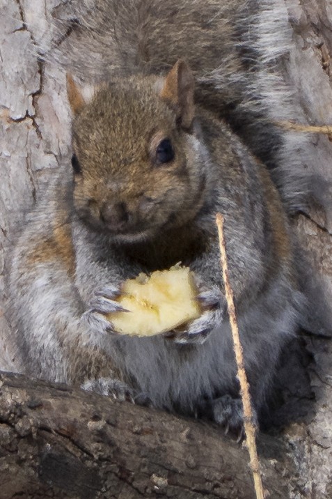 Squirrels - ML646812466