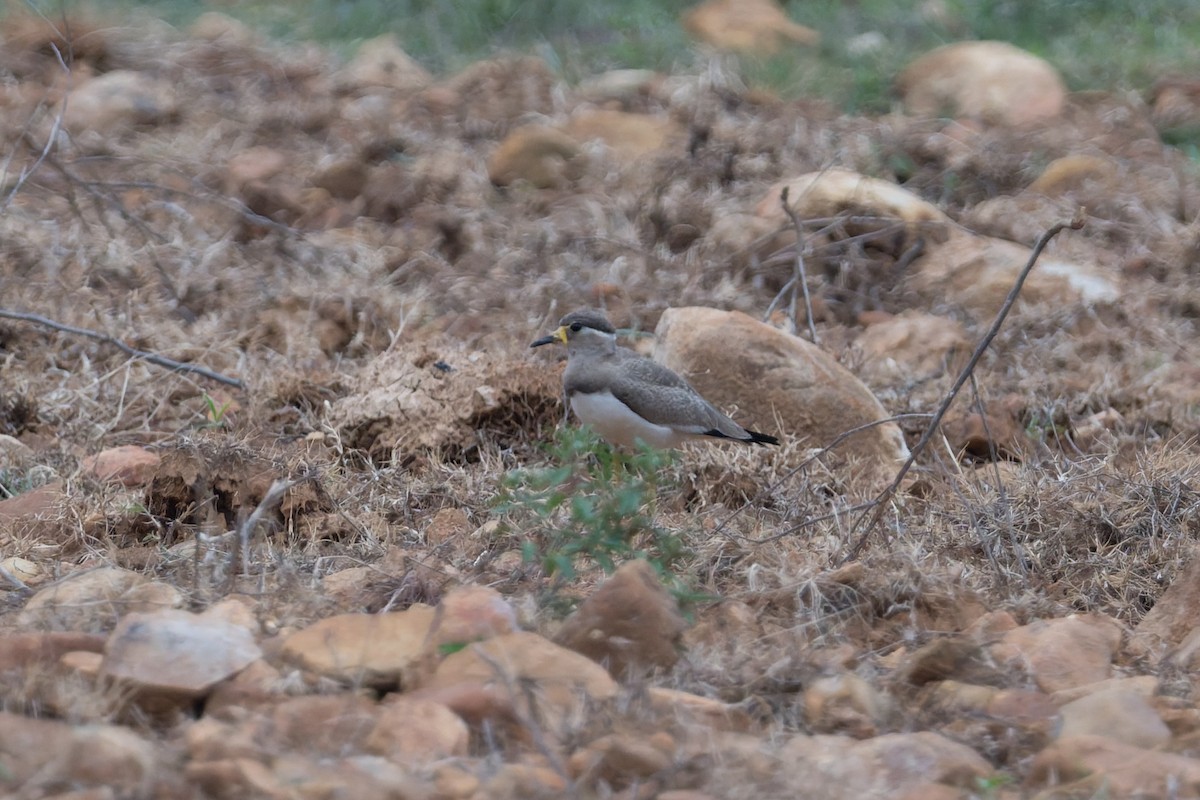 hinduvipe - ML646812470