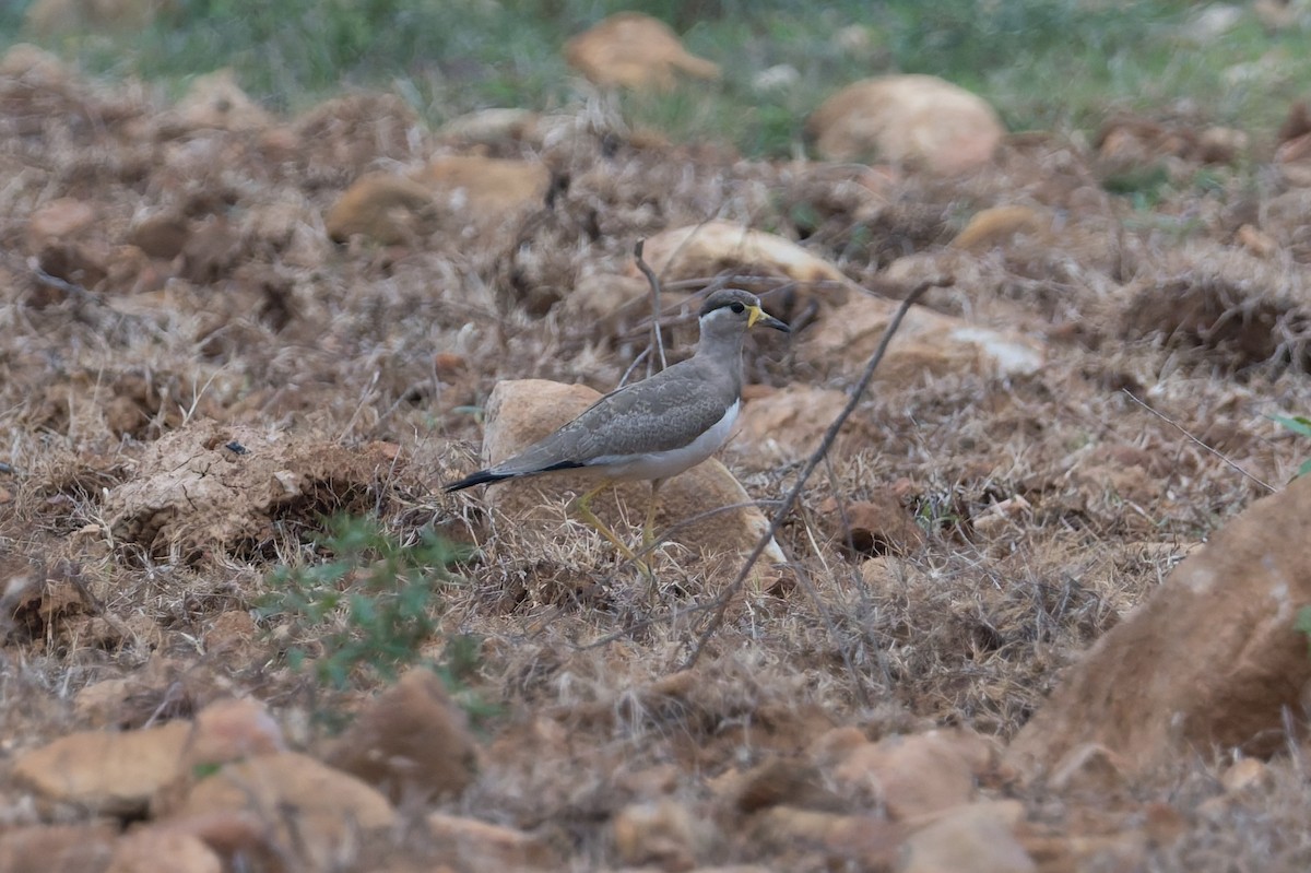 hinduvipe - ML646812471