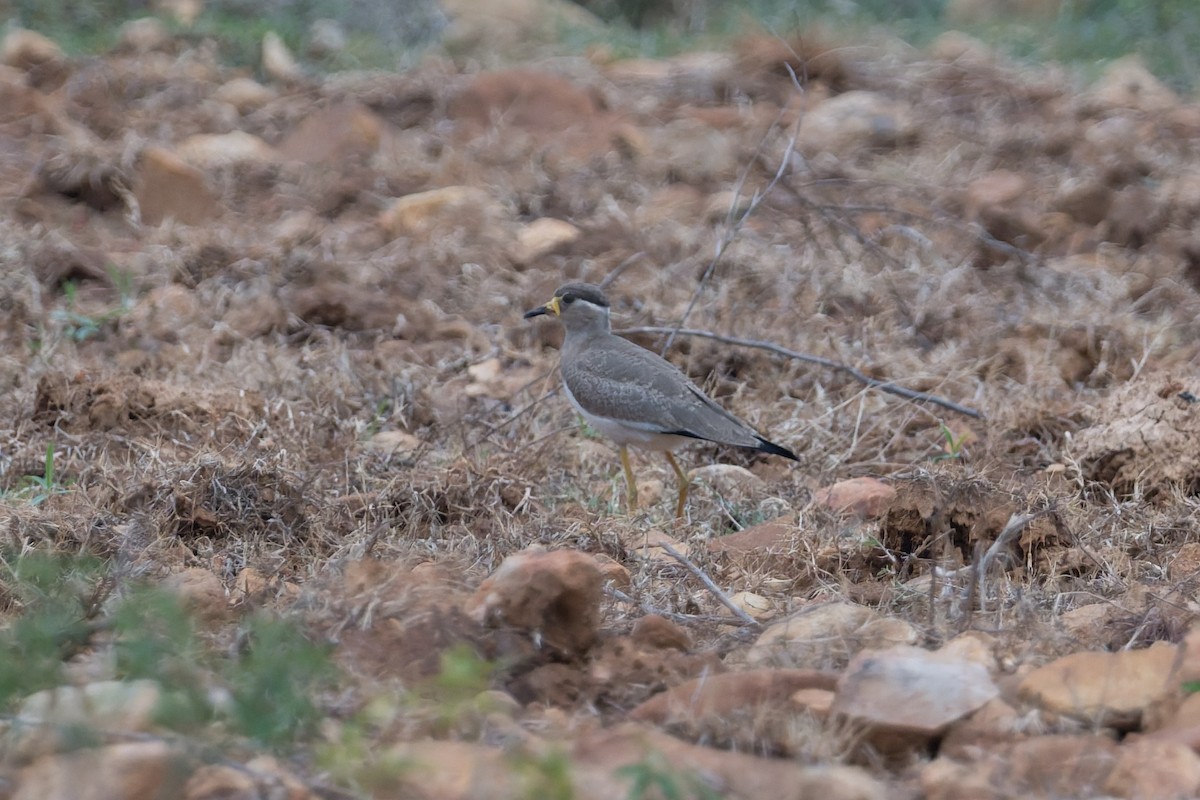 hinduvipe - ML646812472