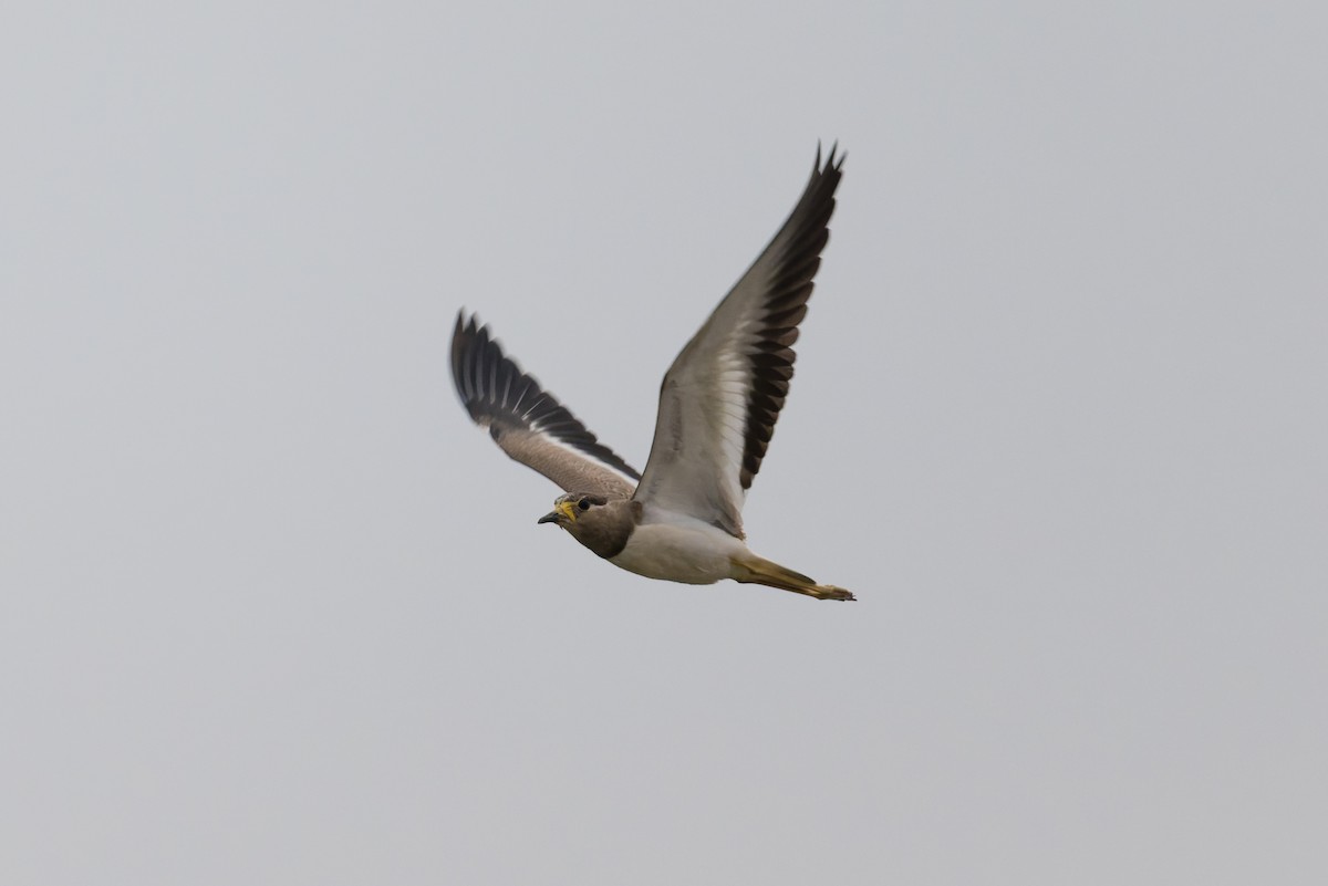 hinduvipe - ML646812473