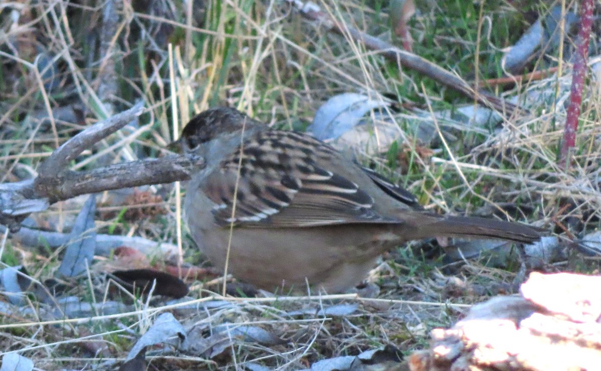 Chingolo Coronidorado - ML646812474