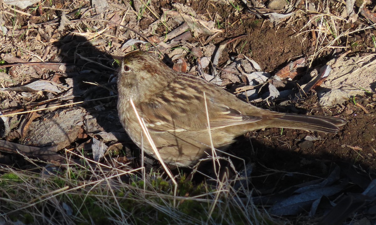 Chingolo Coronidorado - ML646812475
