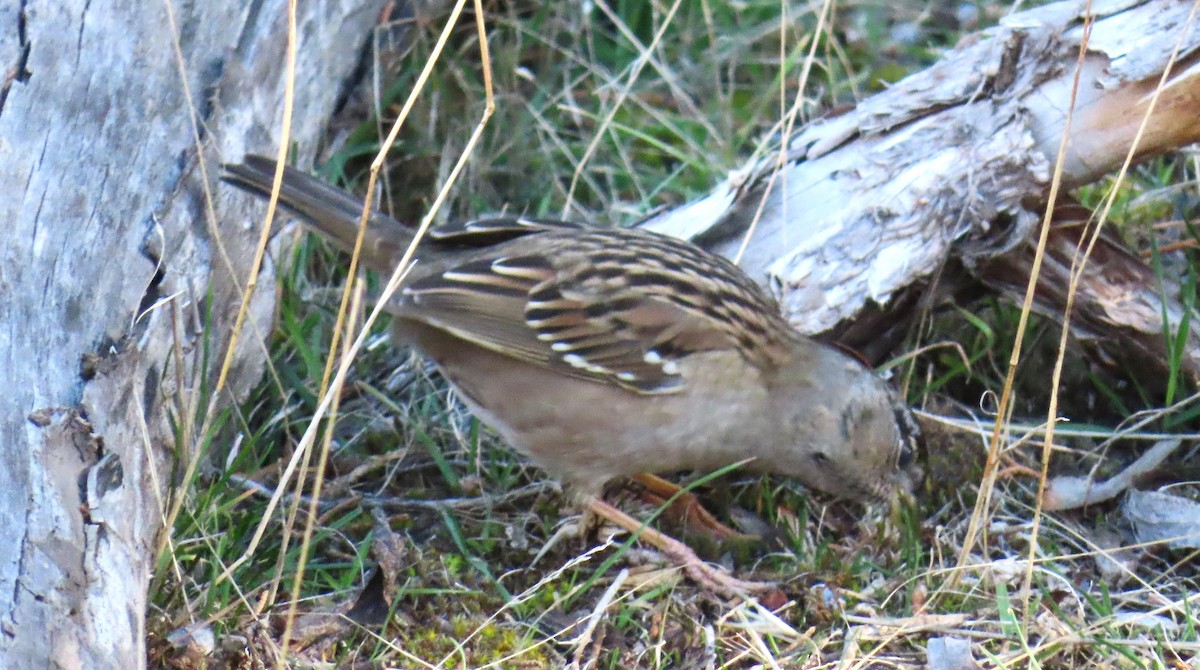Chingolo Coronidorado - ML646812476