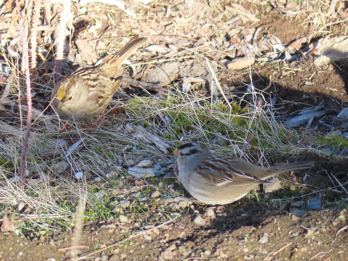 Chingolo Coronidorado - ML646812477