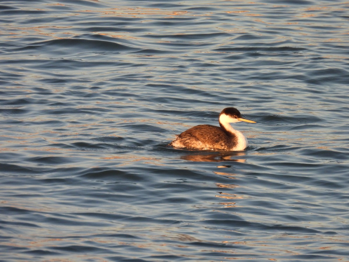 Western Grebe - ML646812478