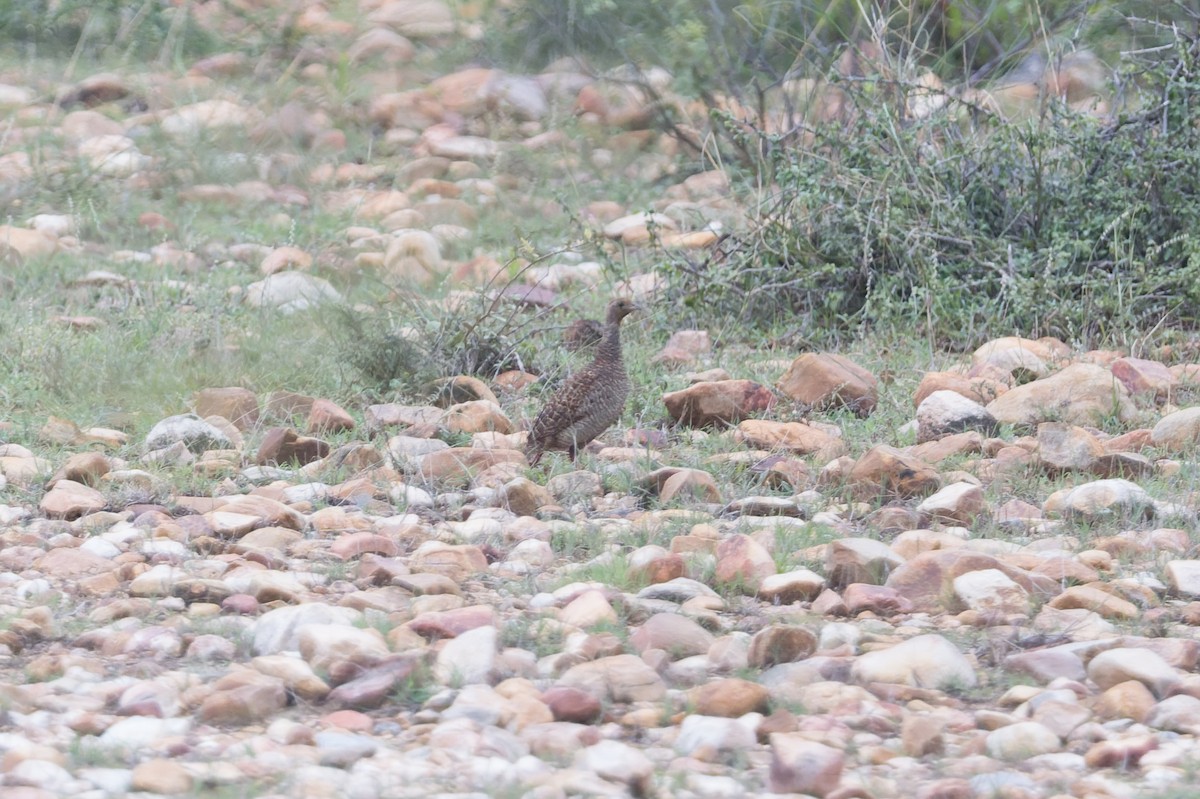 gråfrankolin - ML646812479