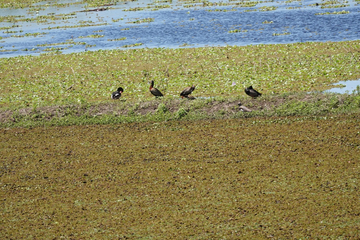 Dendrocigna facciabianca - ML646812480