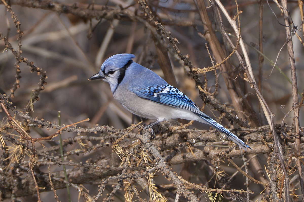Blue Jay - ML646812481