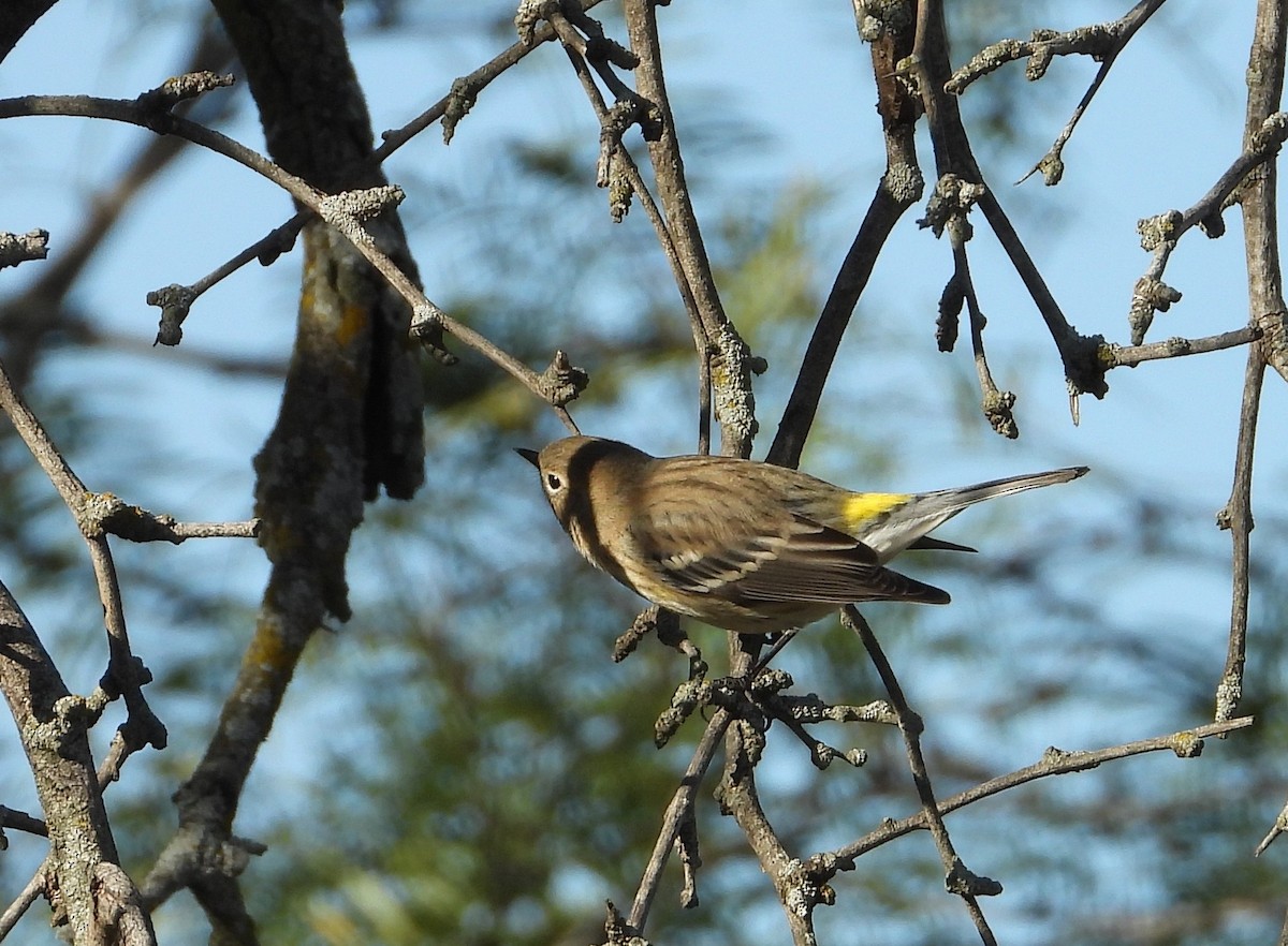 Yellow-rumped Warbler (Myrtle) - ML646812482