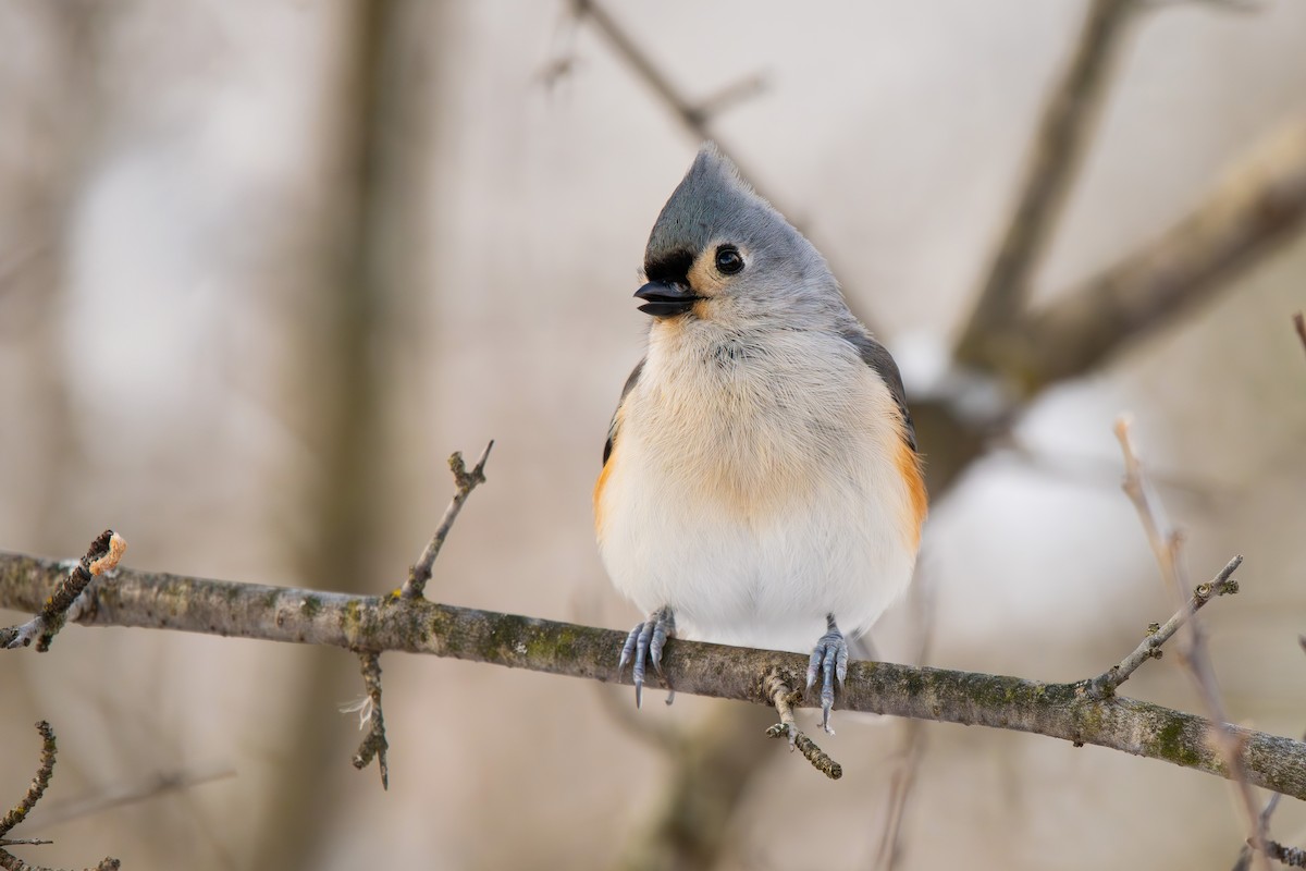 Tufted Titmouse - ML646812484