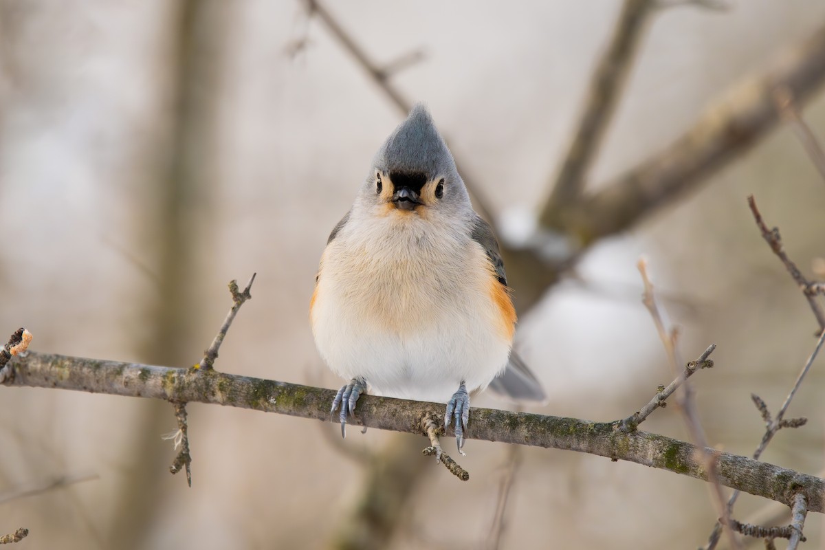 Tufted Titmouse - ML646812485