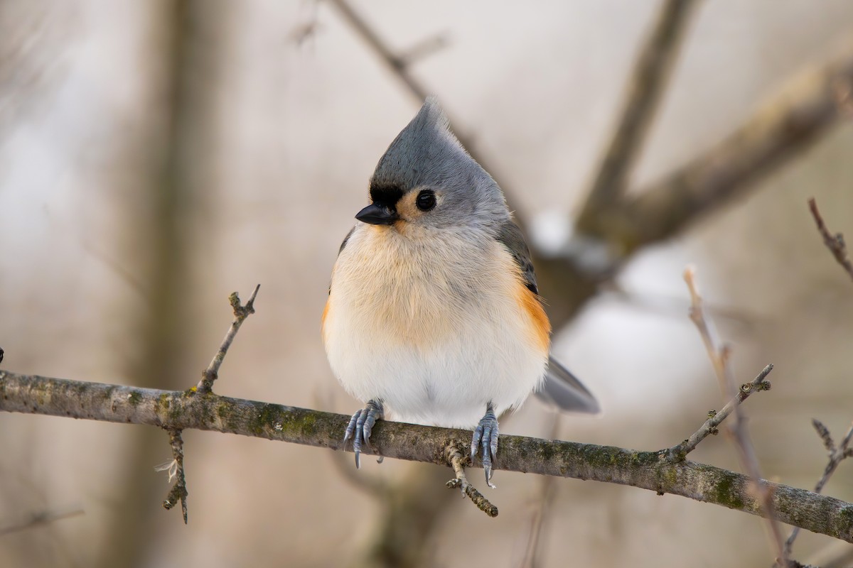 Tufted Titmouse - ML646812486