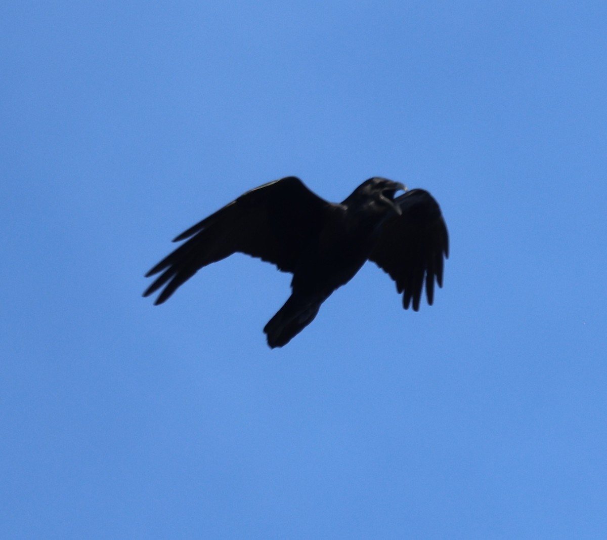 Cuervo Americano - ML646812487