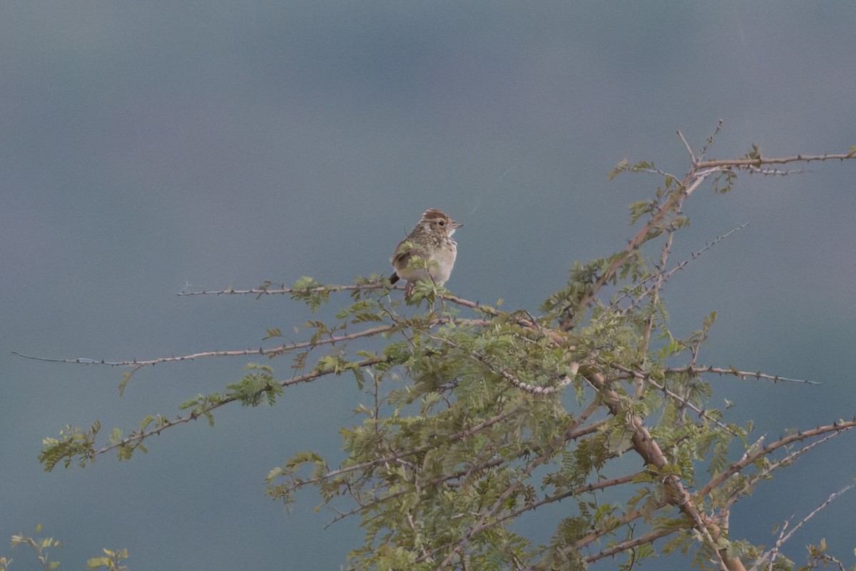 busklerke - ML646812488