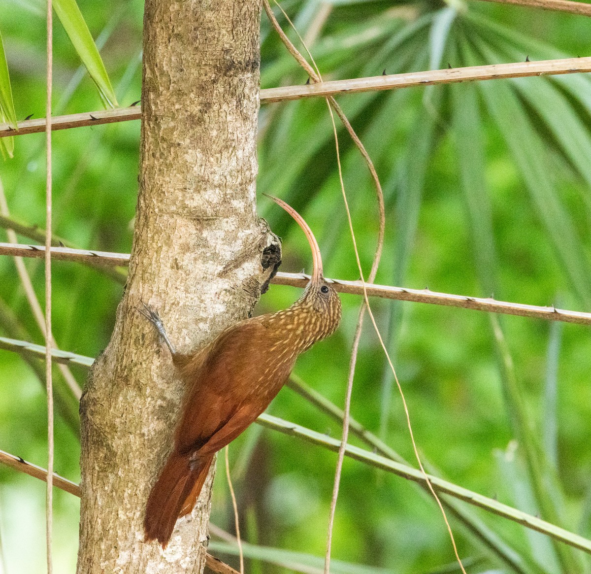 Red-billed Scythebill - ML646812489