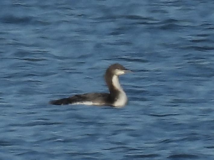 Pacific Loon - ML646812490