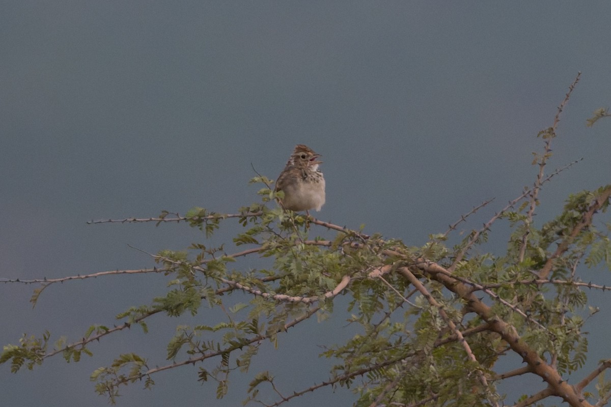 busklerke - ML646812491