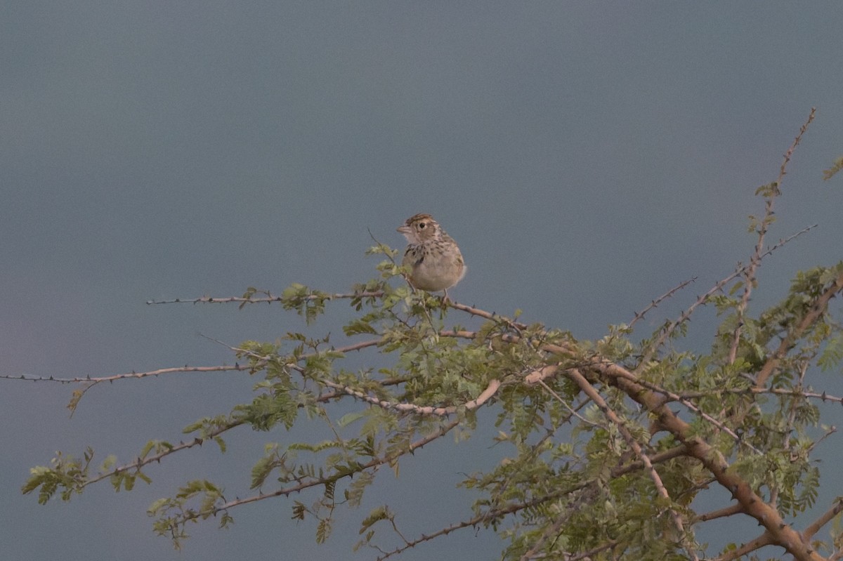 busklerke - ML646812492