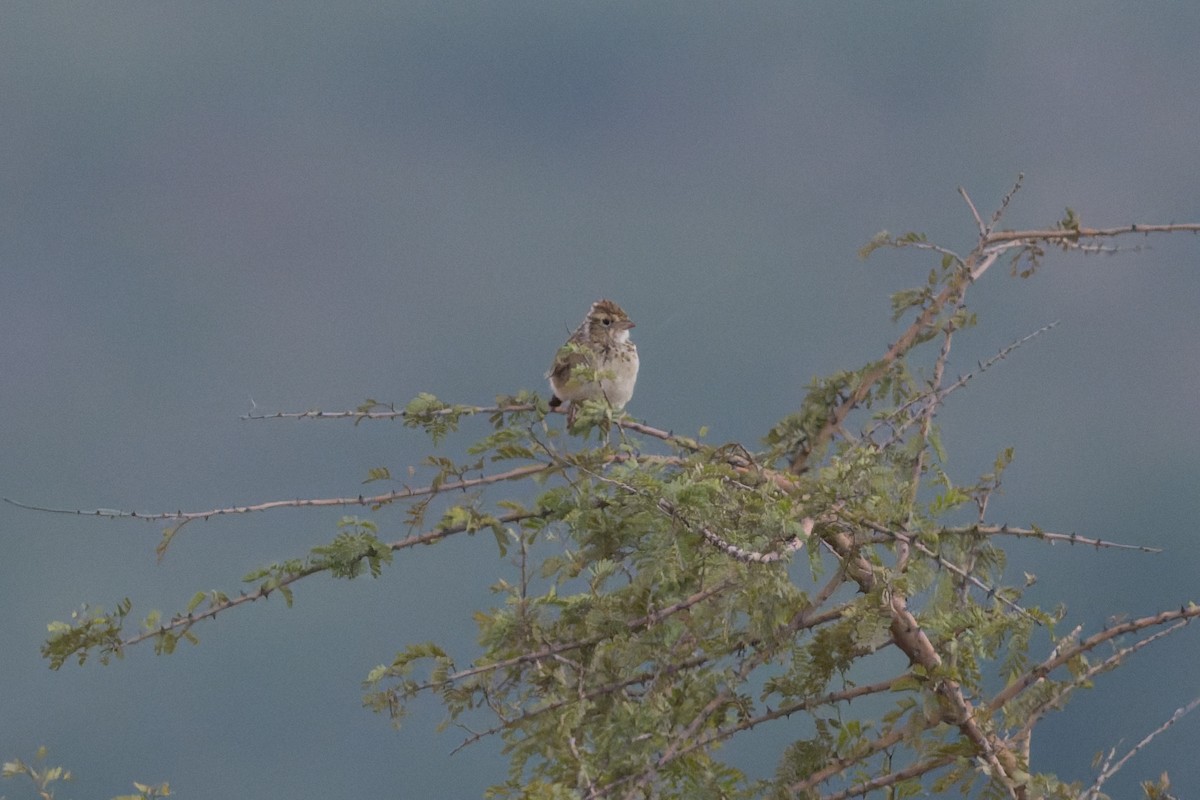 busklerke - ML646812493