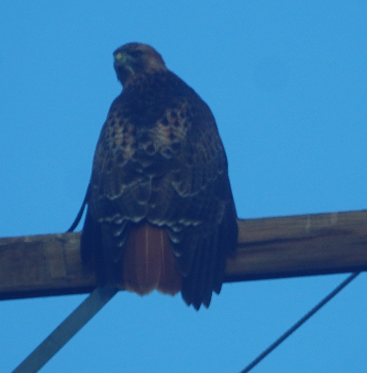 Red-tailed Hawk - ML646812495